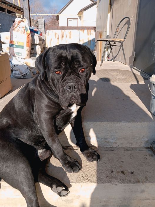 Щенки Кане Корсо