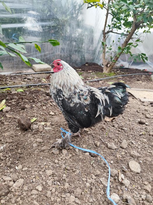 Yapon Xo'roz sotiladi