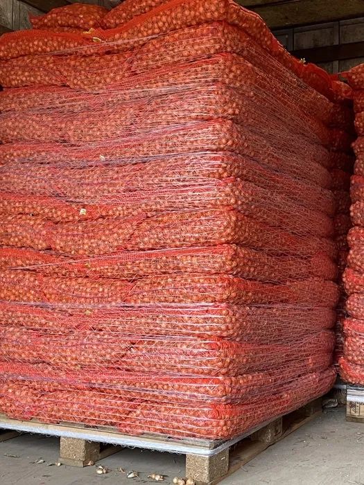 Arpagic galben stuttgarter