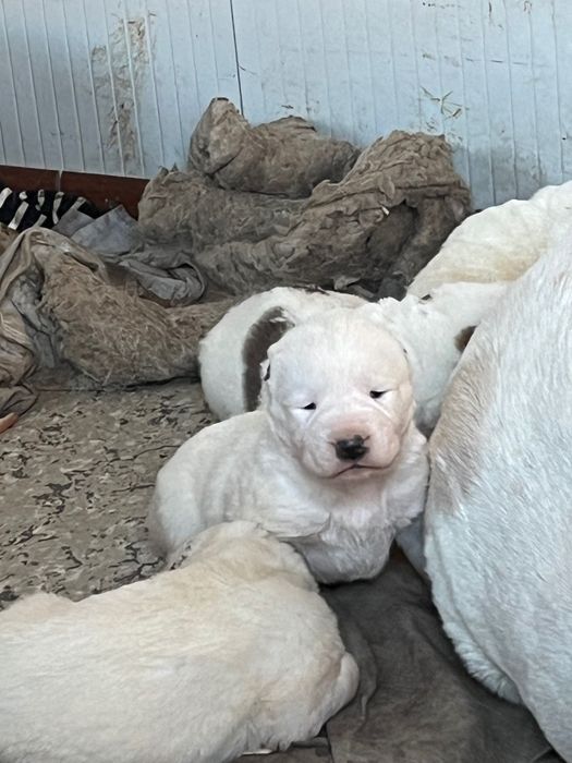 Кученца Алабай породисти с родословие