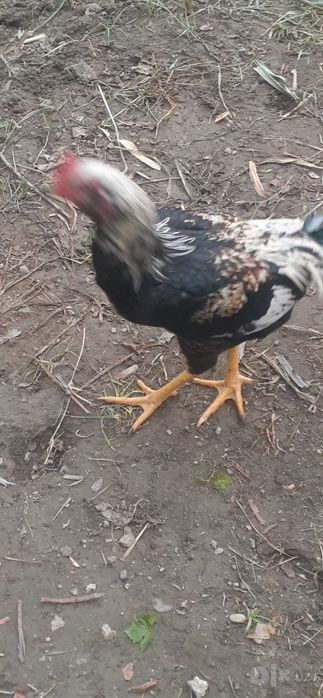 Xoʻrozchalar sotiladi