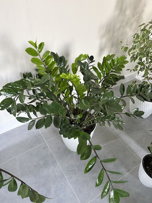 Долларовый цветок