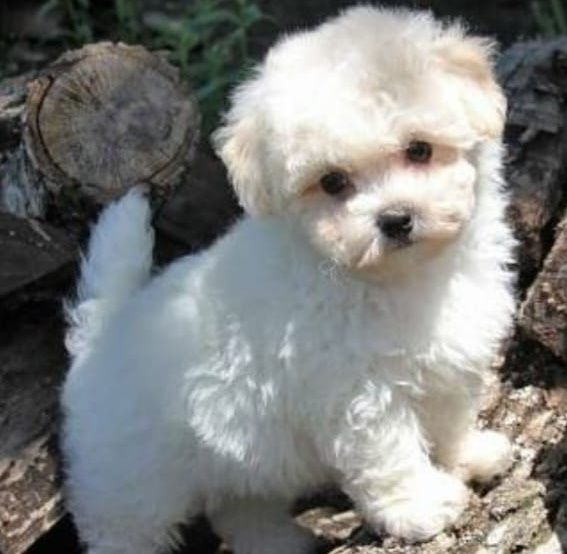 Bichon maltez 850 lei