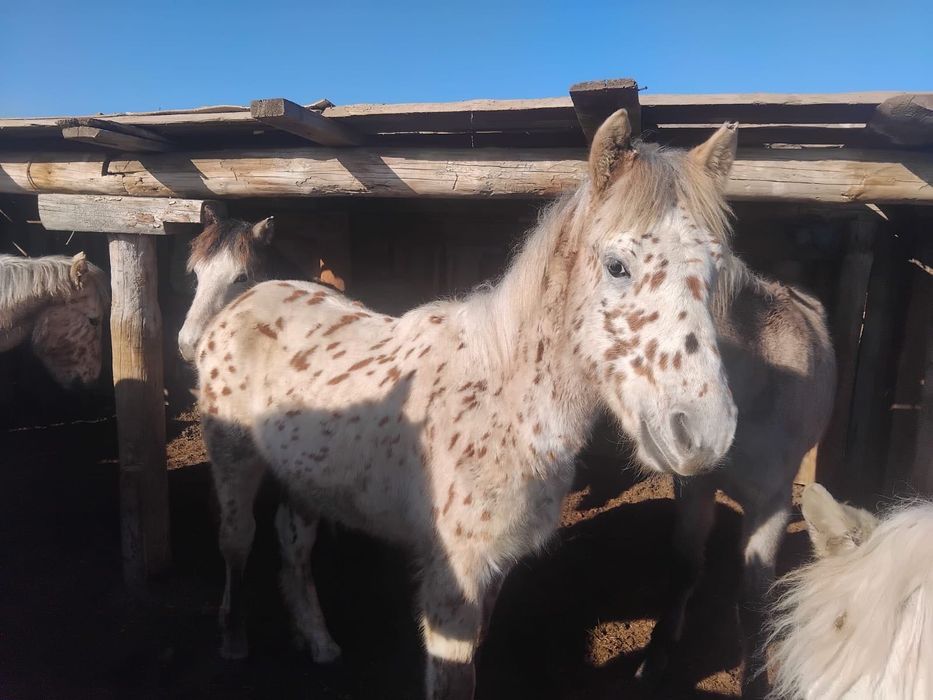 Продам тай в с.Шикылдак