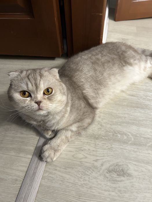 Вязка скотиш фолд