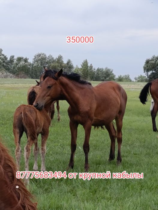 Обмен на КРС., на машину.