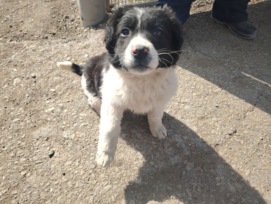 Отдам кабеля в хорошие руки