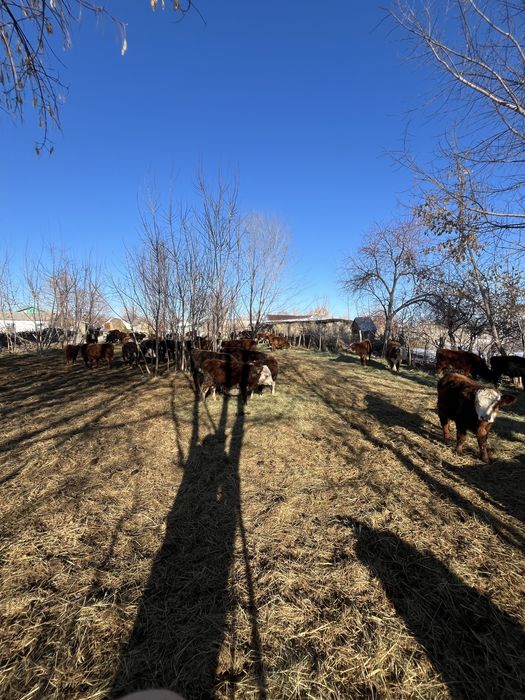 Еркек подсостар сатылады