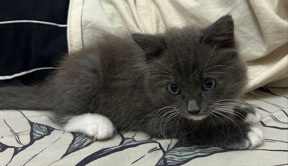 Котенок мальчик