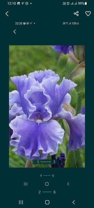 Ирисы разных цветов