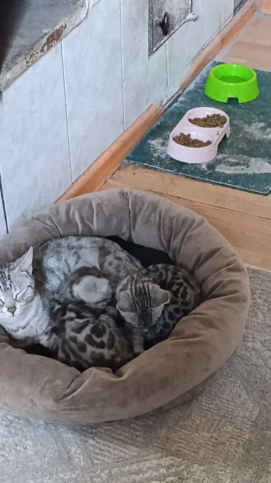 Продаются малыши бенгальские