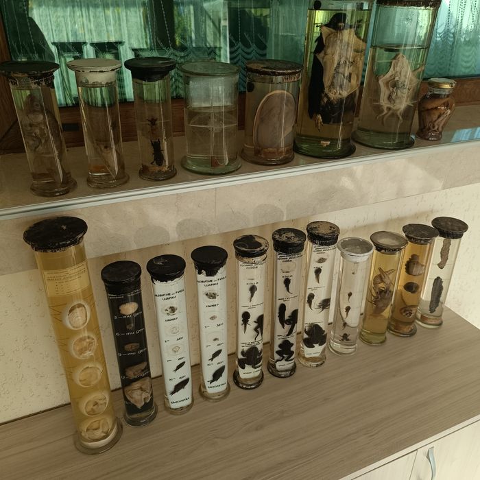 Консервирани Препарирани влечуги животни и в стъкленица