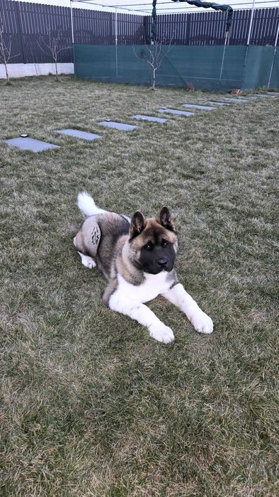 Akita American Mascul Pedigree