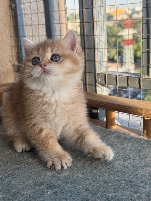 Британские  котятки!