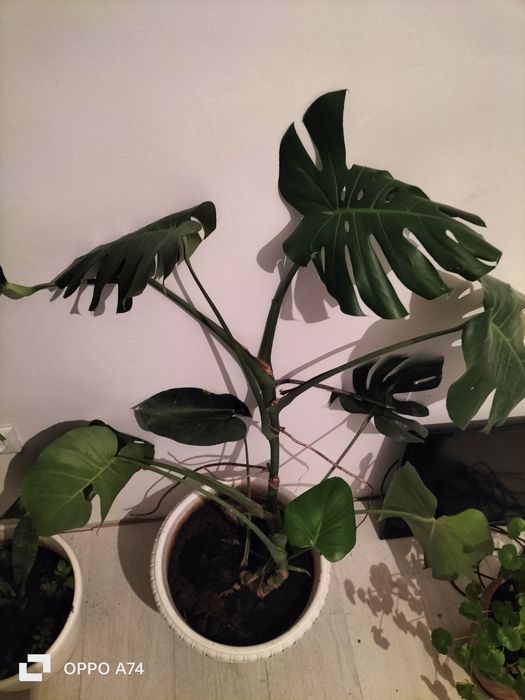 Цветы  - для  души!!!