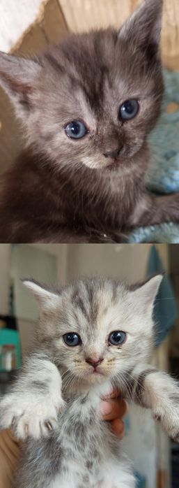 Продаю Котята Скоттиш-страйт.