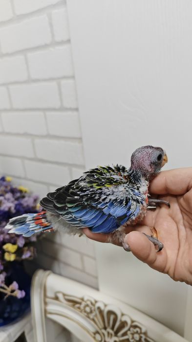 Продаётся птенец, попугая Красной Разеллы,