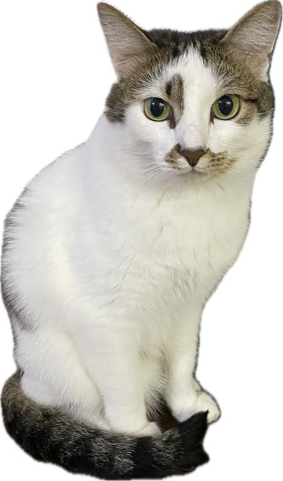 Потерялся кот! Очень просим вернуть !