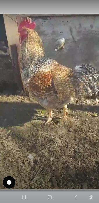 Билефельдер криль әтеші