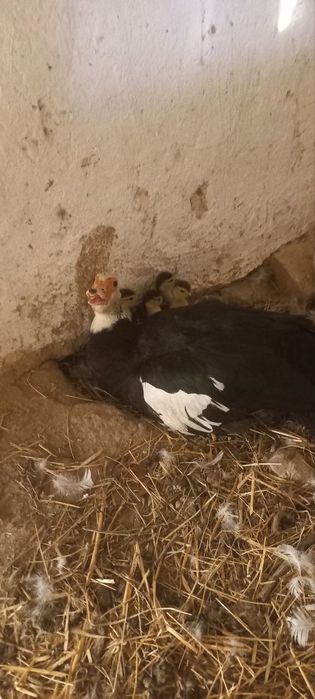 Indautka va urdakchalar