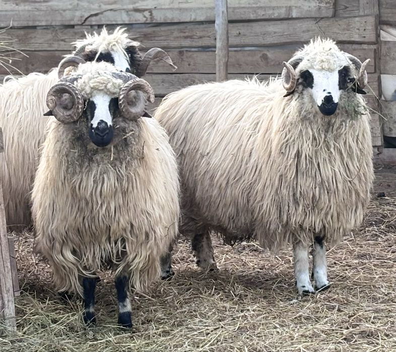 Oi si Berbeci de vanzare!