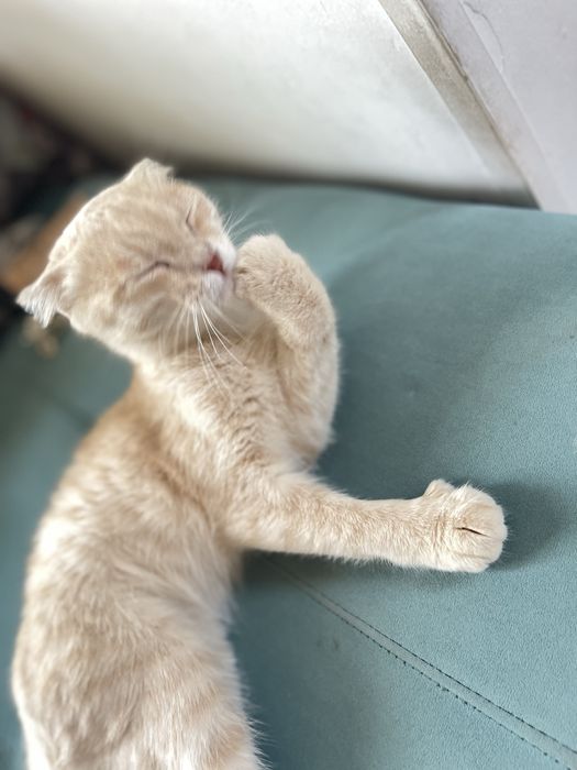 Шотландский кот (Scottish Fold) сатылады