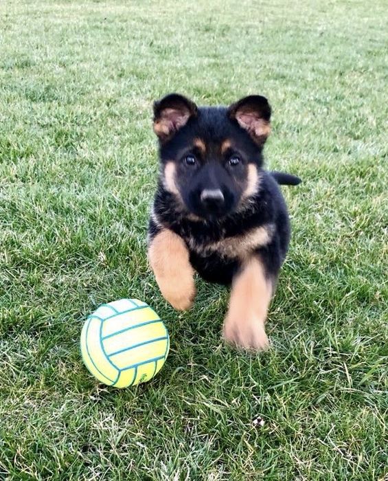 Pui ciobanesc german