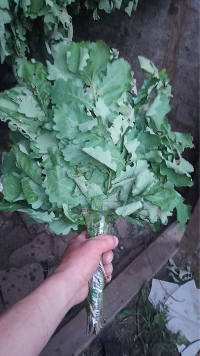Продам венеки дуба