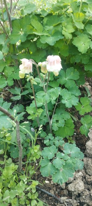 Флоксы и Аквилегия