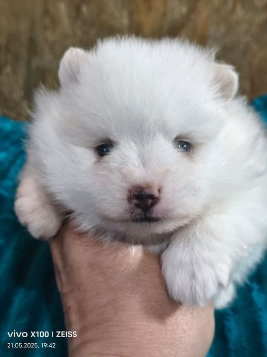 Очаровательные щенки шпица.