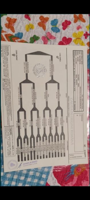 Teckel mini arlechin , merle tricolor tekel mini