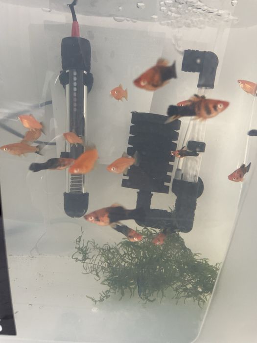 Vand pui pestii xifo/moli