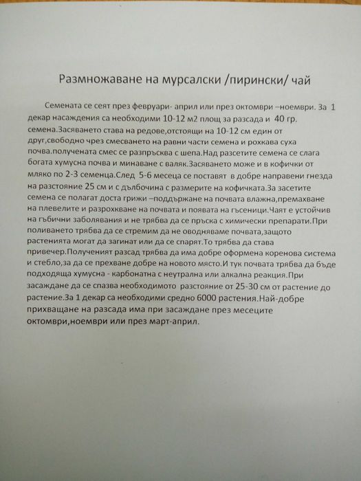 семена от мурсалски чай