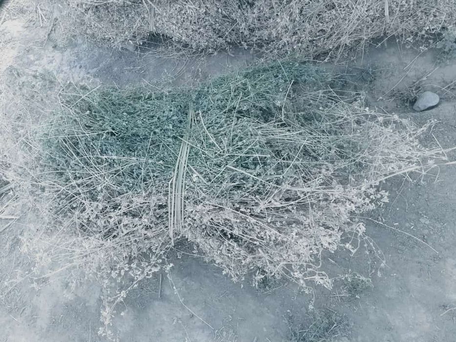 gul beda    jungʼichqa  beda