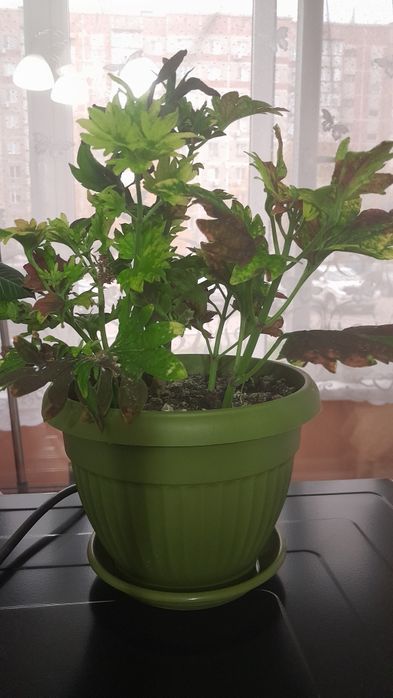 Продам цветок колеус