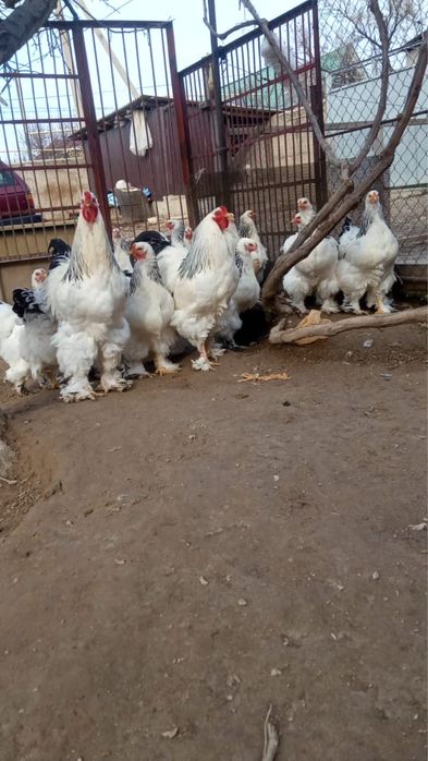 Продам Куры брама