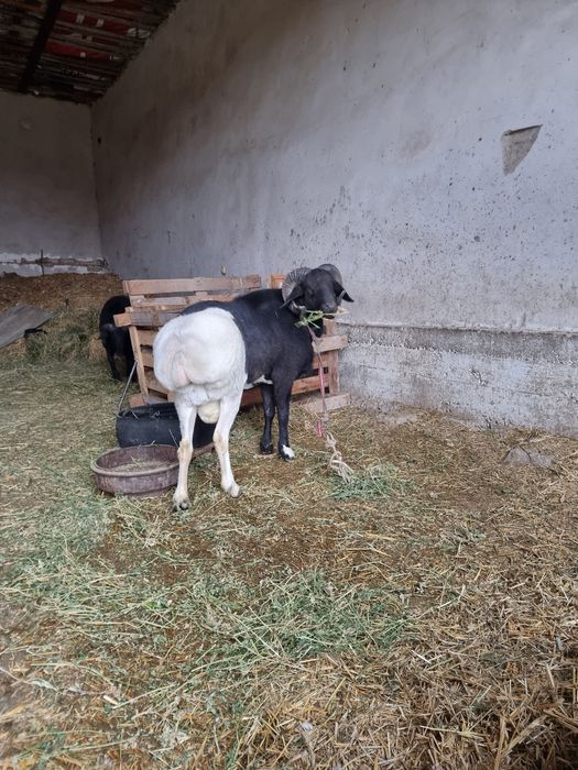 Кучкор сотилади уришадиган 9000