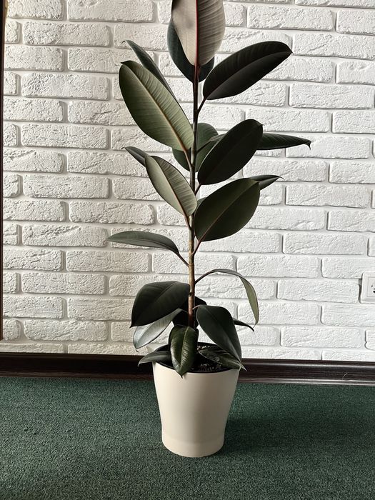 Продам Фикус высота 1 метр