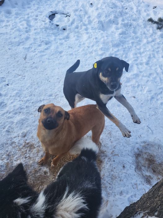 Пристраиваются в добрые ручки