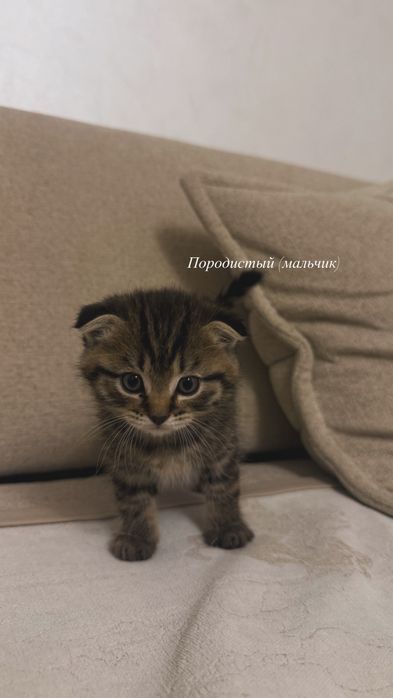 Продается котята