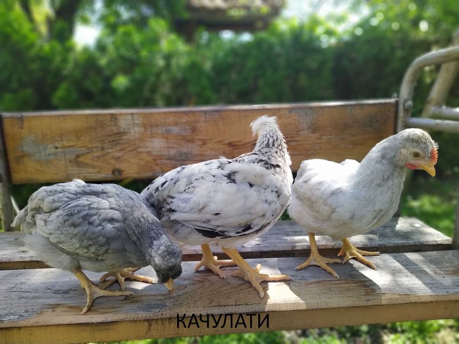 Продавам Шарени /Селски/ пилета