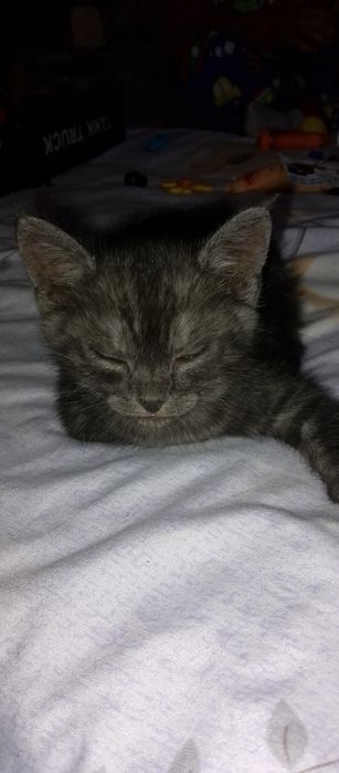 Породистые котята