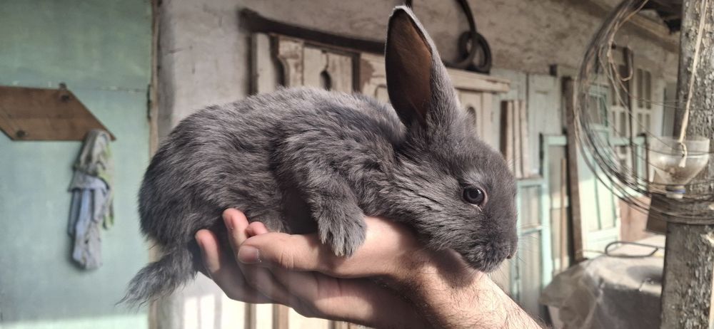 Quyon bolalari sotiladi 1+ oyli