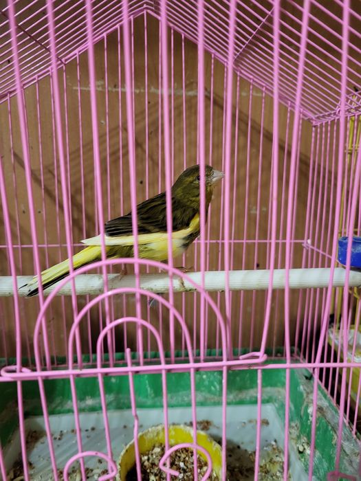 Продам кенора и канарейку