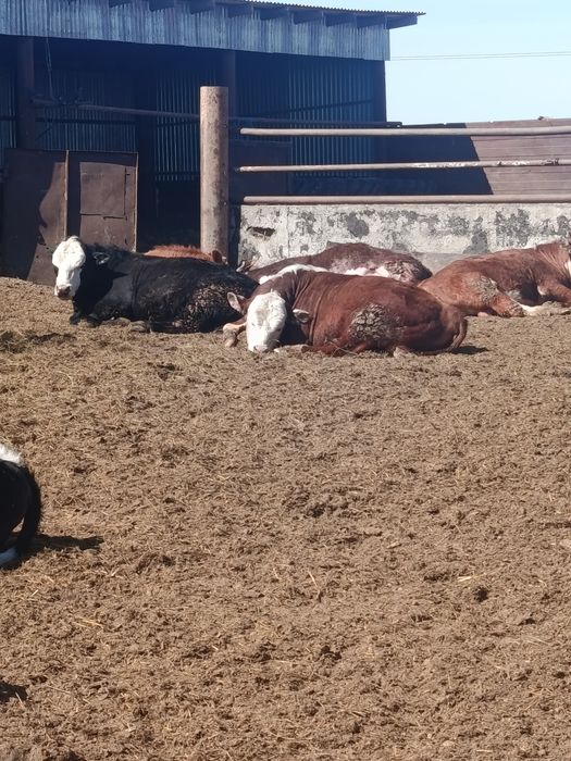 Продам быков  откорм