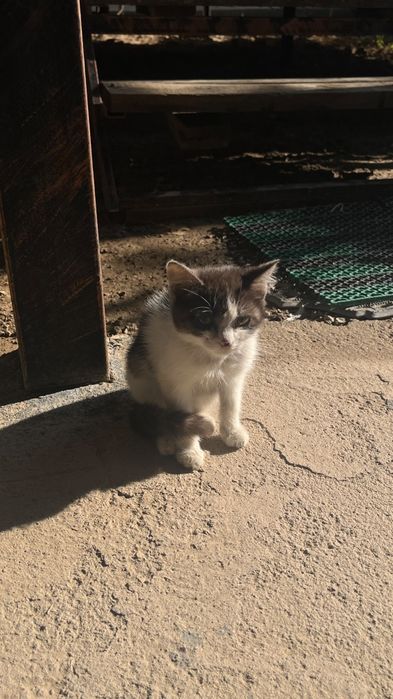 Котёнок бесплатно.