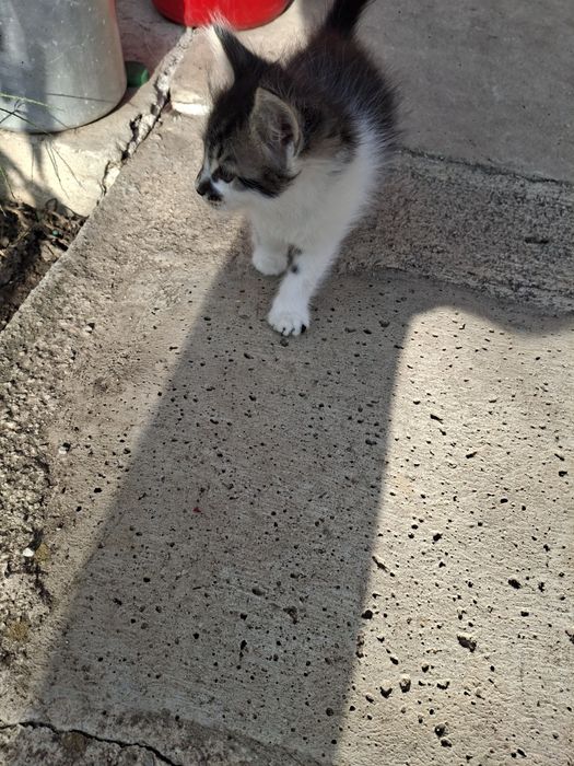Подарява малки котета на два месеца. Перник  кв Тева.