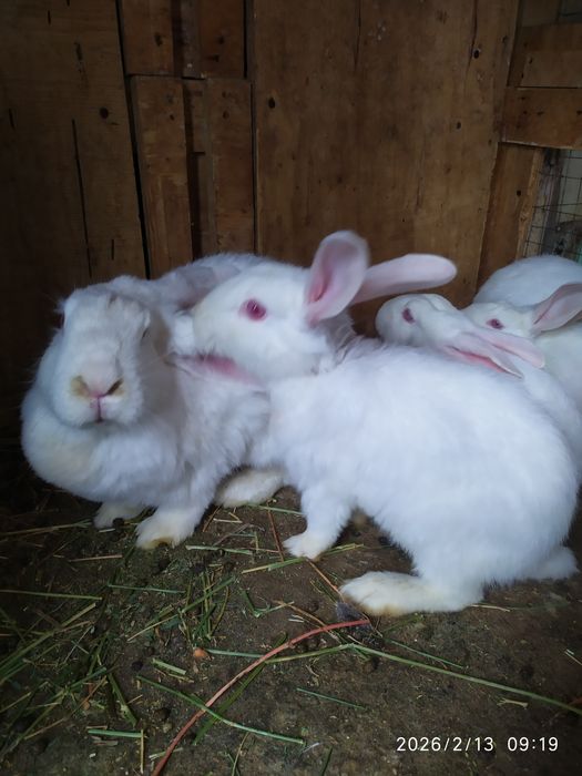 Домашние Кролики 3.5 месяца цвет белый