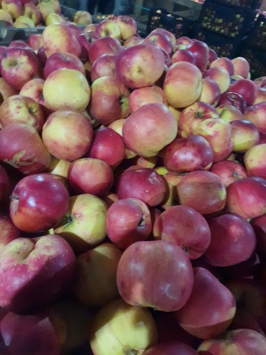 Mere Ionatan, Florina și Idared