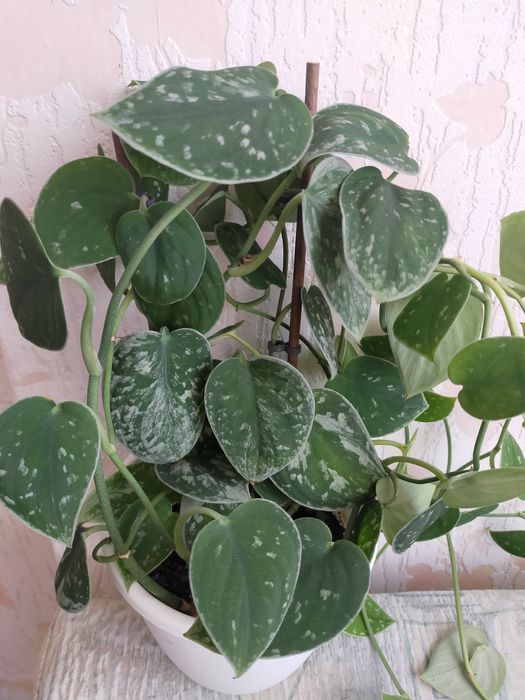 Продам Сциндапсус (Эпипремнум)